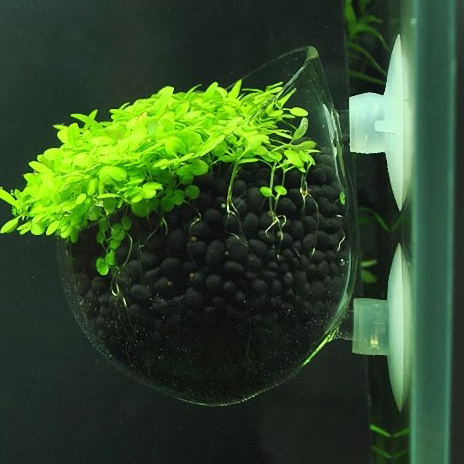 Aquarium Moss - Akvaryum Bitki Tutucu Cam Su Bitkisi