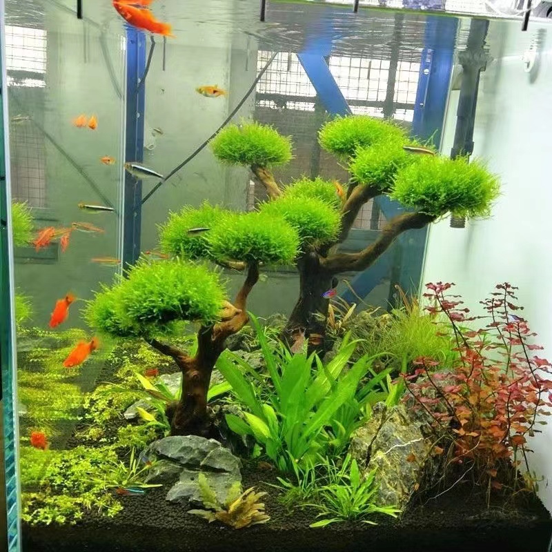 Aquarium Driftwood - Balık tankı yeşillendirme ahşap çerçeve dikim