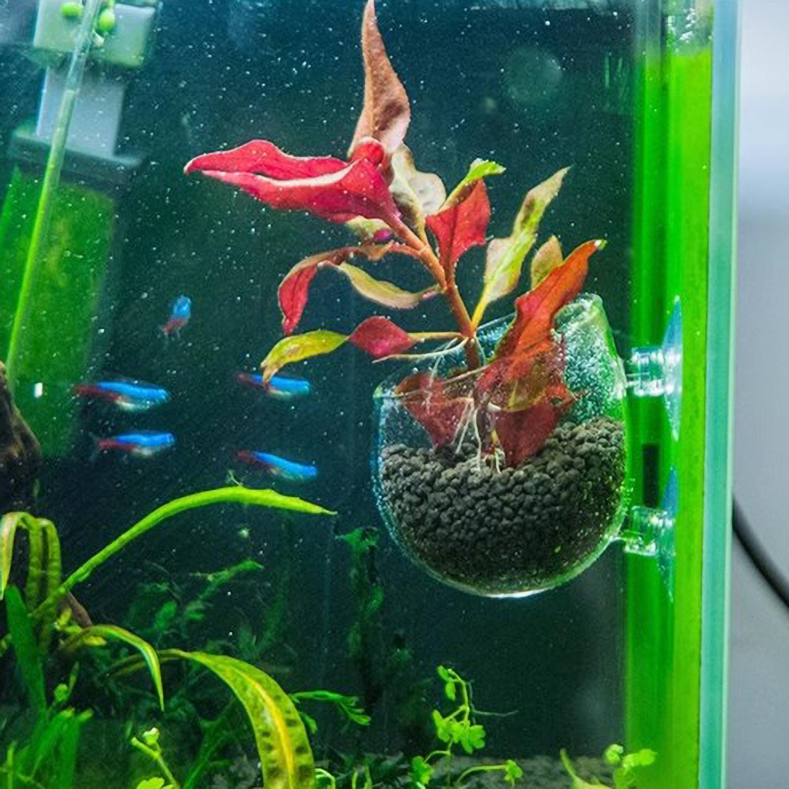Akvaryum Bitki Tutucu Cam Su B - Aquarium Moss incelemesi ve fiyatı