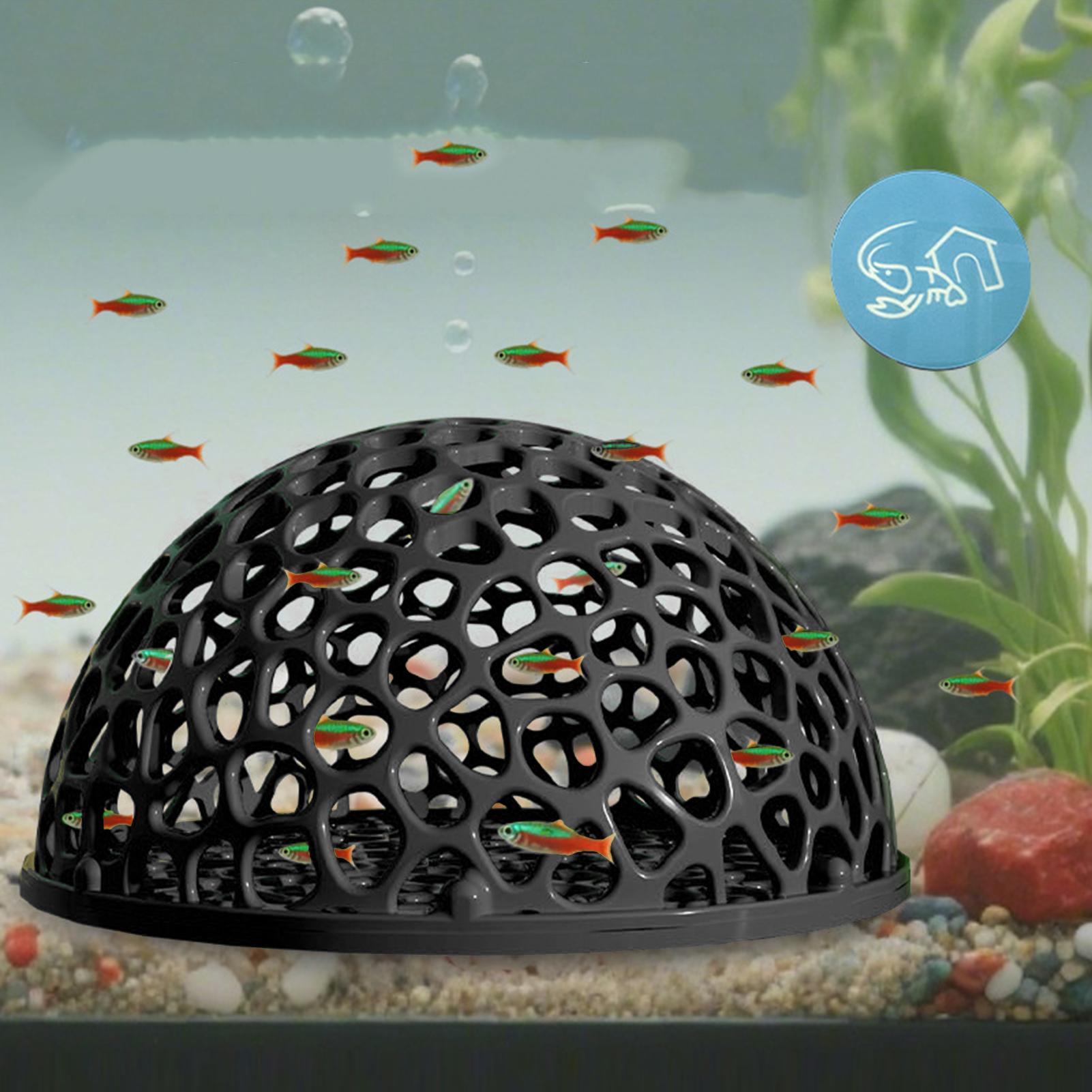 Küçük Balıklar ve Karidesler İ - Aquarium Plants Live incelemesi ve fiyatı