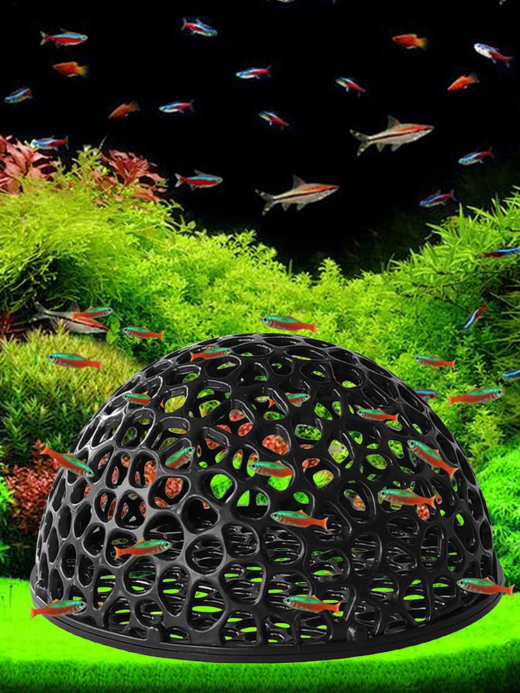 Küçük Balıklar ve Karidesler İ - Aquarium Plants Live incelemesi ve fiyatı