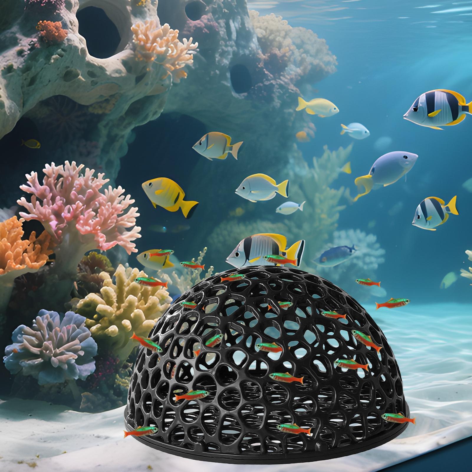 Küçük Balıklar ve Karidesler İ - Aquarium Plants Live incelemesi ve fiyatı