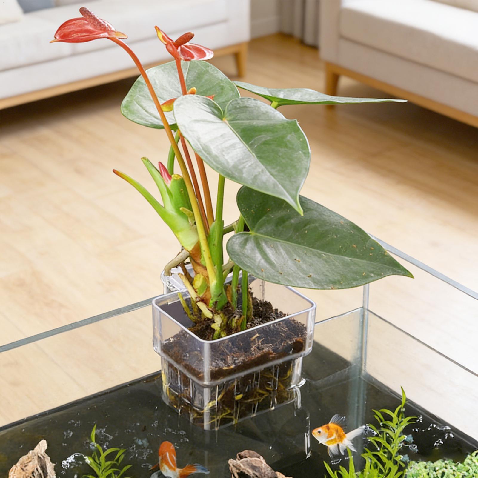 Balık Tankı Sabit Sepet Duvara - Aquarium Plants Live incelemesi ve fiyatı