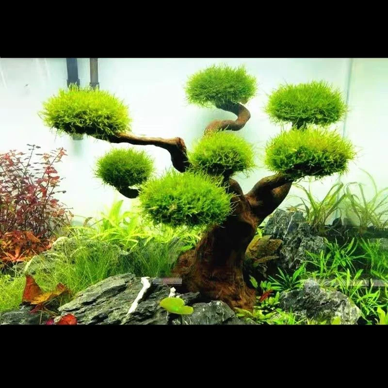 Akvaryum Driftwood Peyzaj Deko - Aquarium Moss incelemesi ve fiyatı